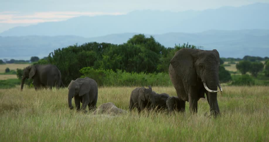 A family of african elephants three adults and three babies roaming around together in the grass