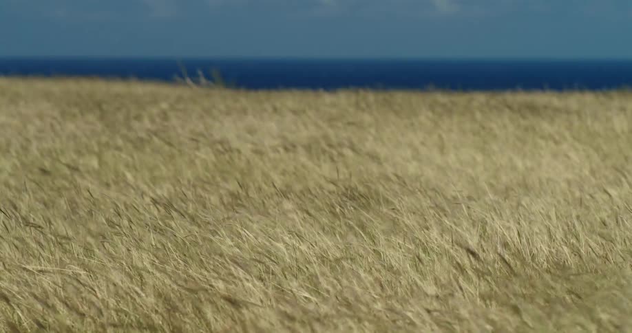 Golden grass in the foreground blowing in the ocean breeze with the blue ocean in the background during daytime