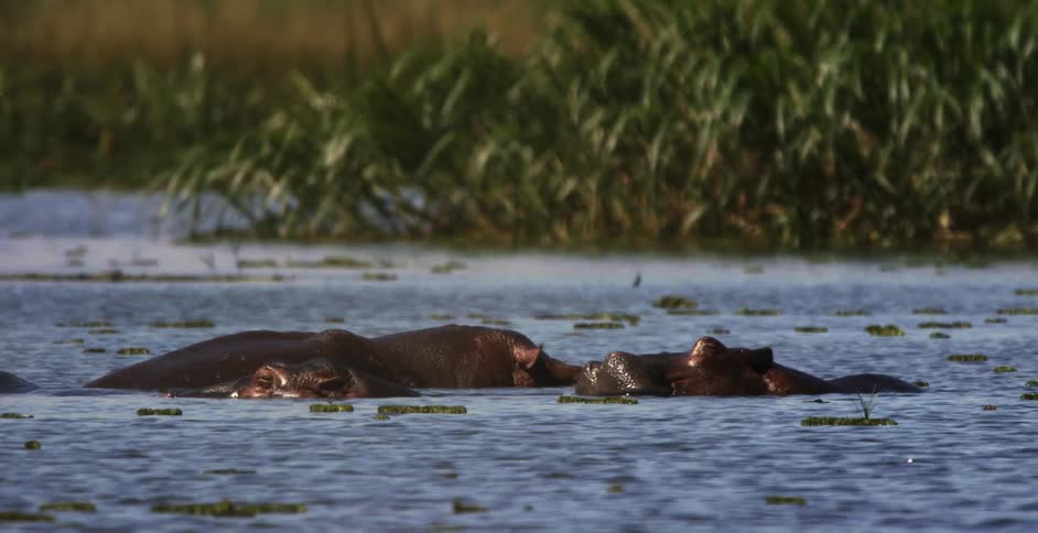 Hippos cluster together in center of river with grass covered riverbank in the background