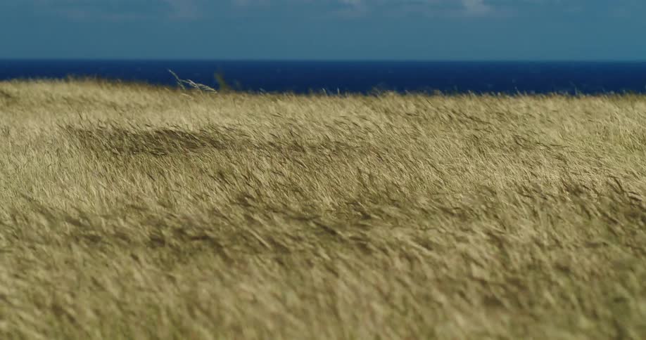 Long grass blowing in the wind with distant ocean