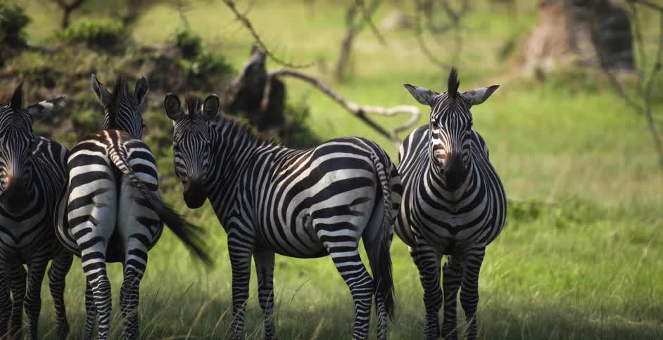 Four zebras standing together on grassy land three facing the camera and one faced away