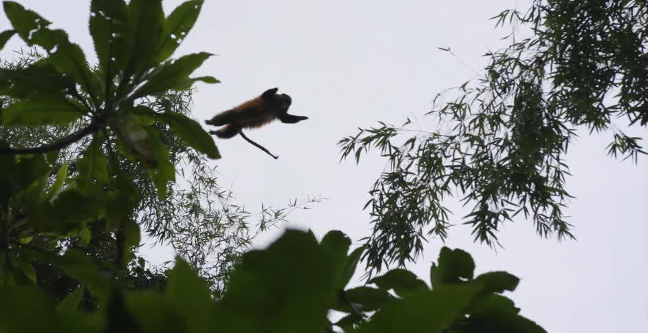 A monkey leaps from tree to tree