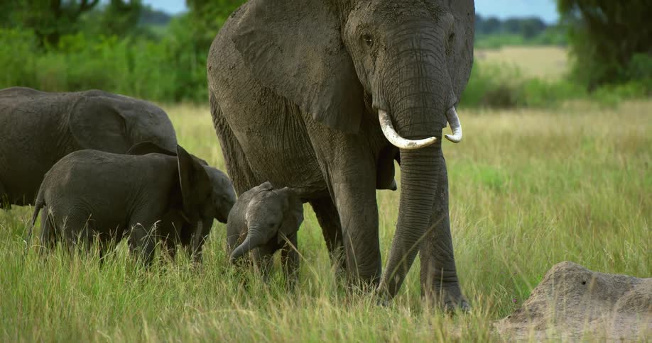 A group of elephants stand together in a grassland during the day
