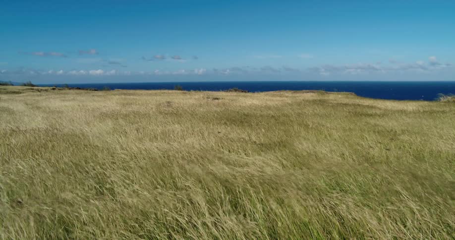Wind blowing fiercely across grassy field along the coast