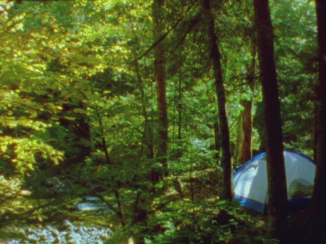 Blue and white tent nestles among forest trees near river