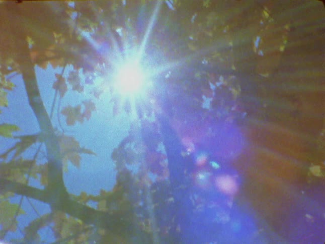 Sunlight shines through the foliage of a tree