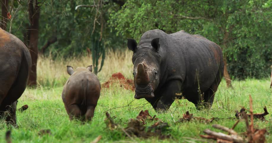 A mama papa and baby rhino graze together lovingly in a grassy area with trees