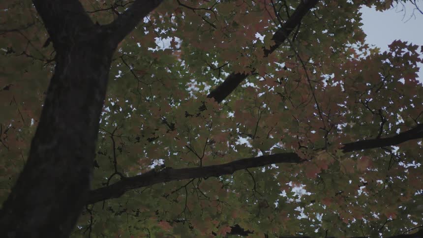 An orange and green tree
