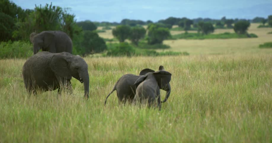 Baby elephants playing in the wild as mother approaches