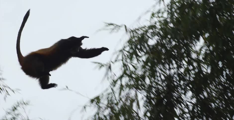 A monkey leaps through the air from one tree to another