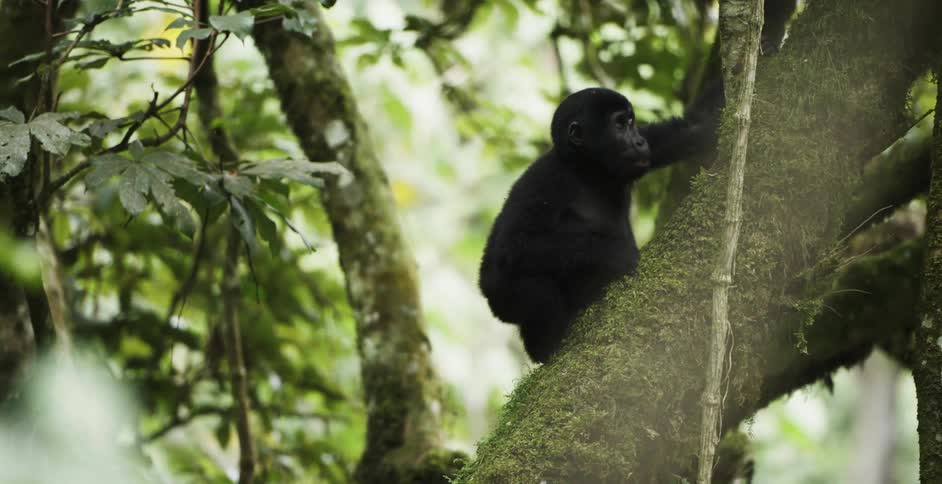 Baby gorilla climbs up green tree in the forest