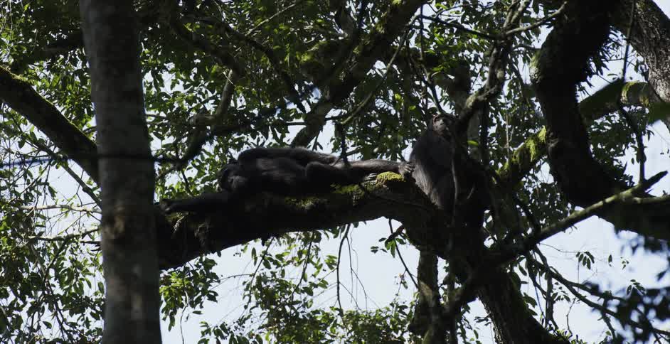 Monkeys hanging out relaxing in a tree in the wild
