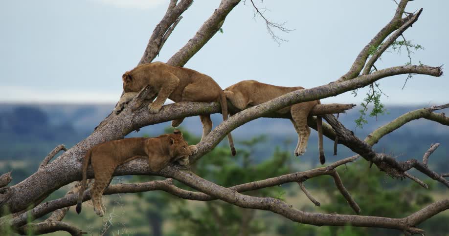 A pride of lions is resting and napping in a tree in the wild