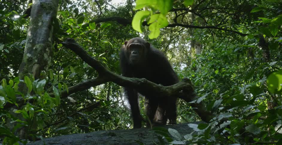 Chimpanzee stands and moves in the green tree scratching