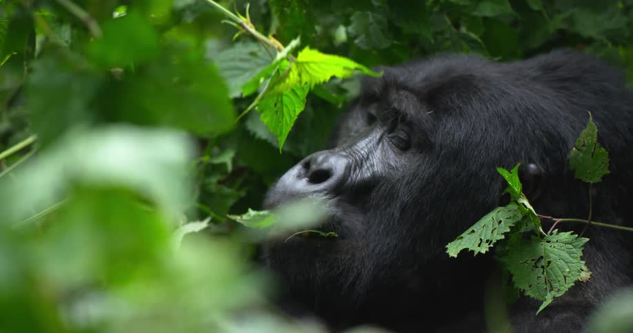 Gorilla picks and chews on leaves while sitting among bushes