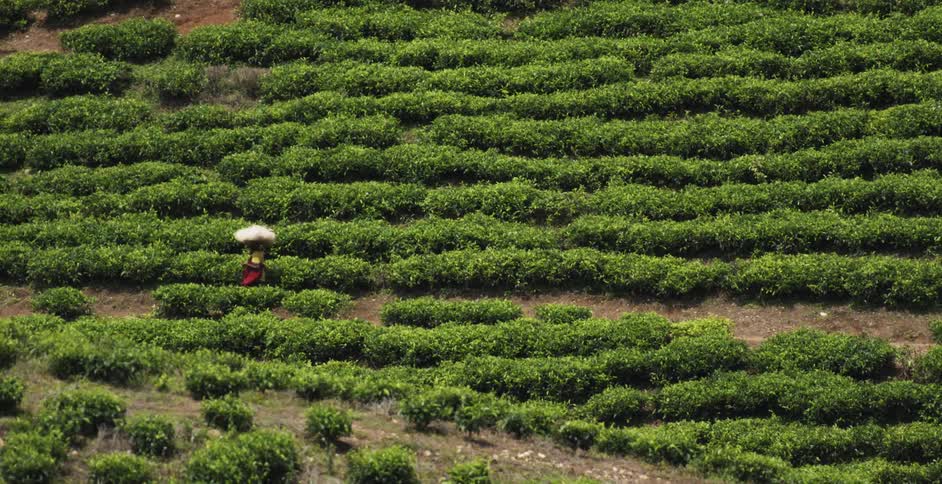 People working in a green field carrying things