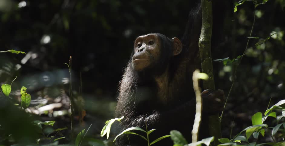 Chimpanzee looks around and moves up in the tree