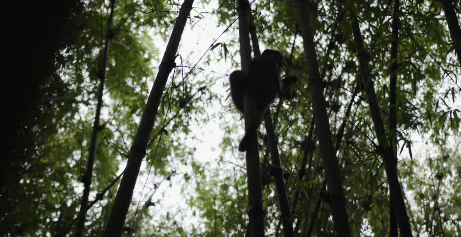 A monkey climbed up a tree in the jungle and is handling a stick