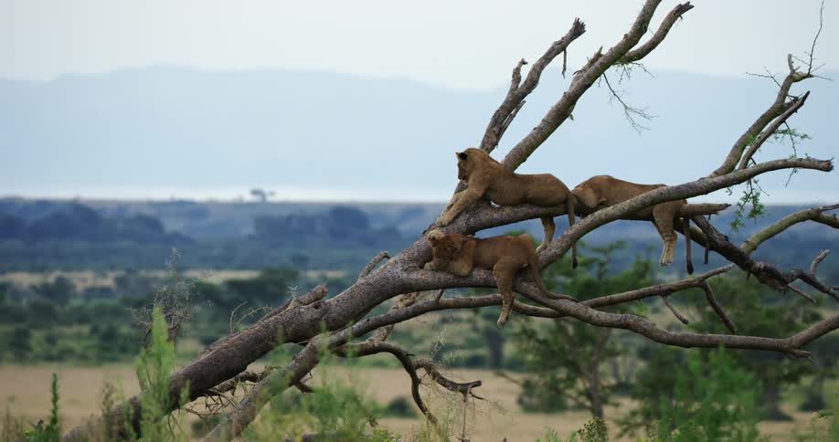 Three tigers relaxing high on a tree branch in the wild