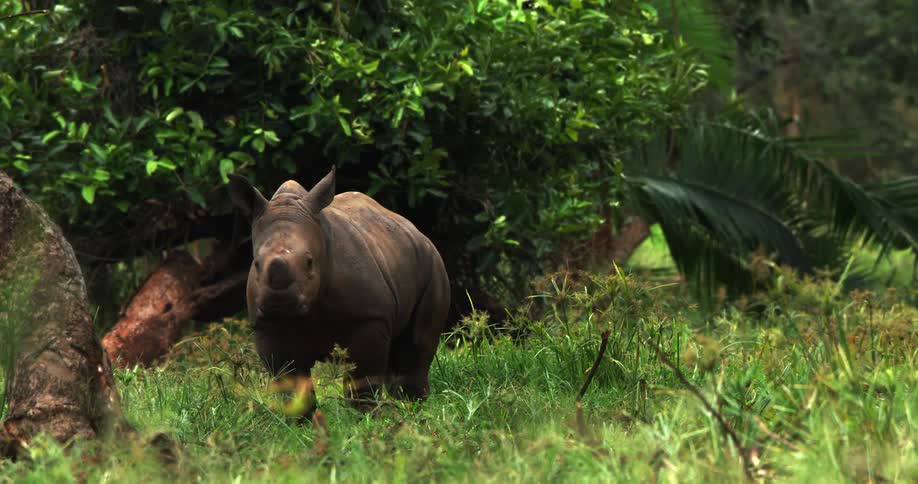 A small rhino laying in the grass and then getting up to graze