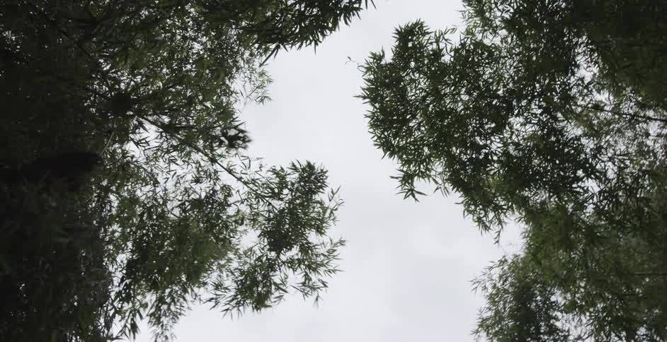A monkey runs down a tree branch and jumps across to the tree branch of another tree than climbs the branch towards the trunk