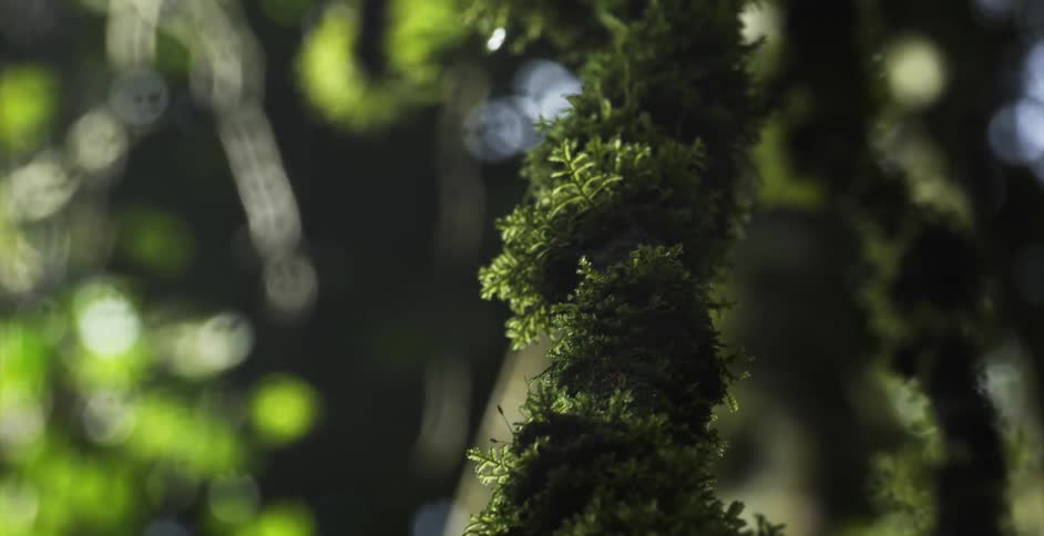 Vines hanging from trees sway slightly
