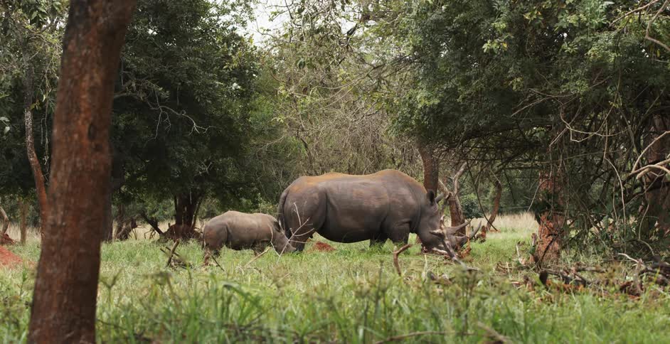 Mother and baby rhinoceros walking across a pasture surrounded by trees