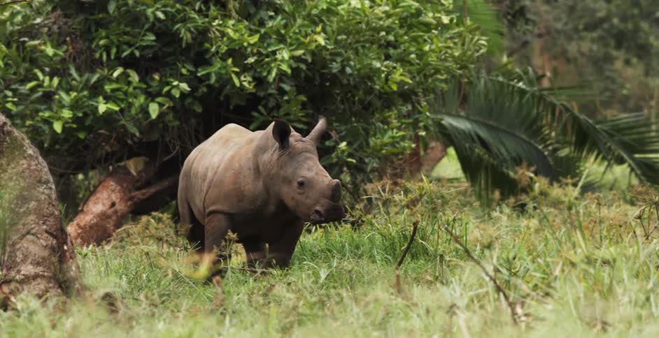 Young rhinoceros gets to its feet in field near trees