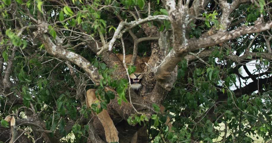 Tiger camouflaged in tree while sleeping in the wild