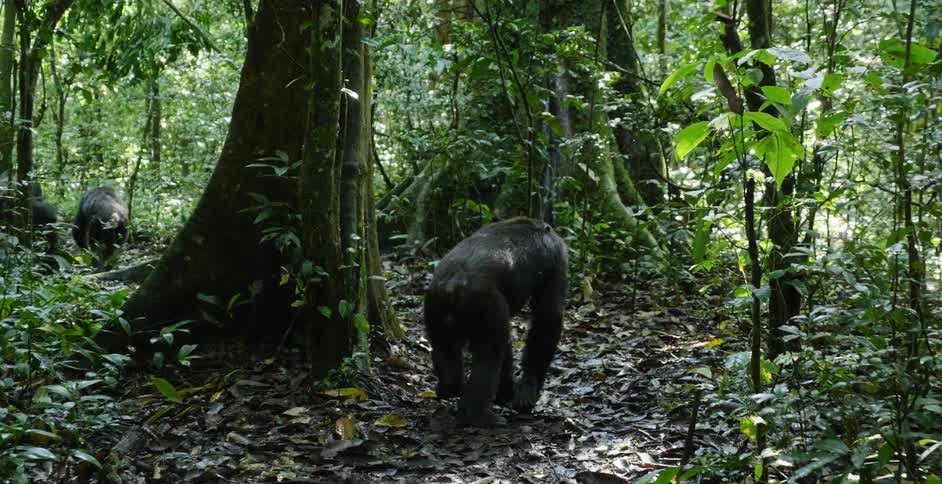 A chimpanzee walking at the back of a line of chimpanzees in a forest stops to sit and scratch its arm