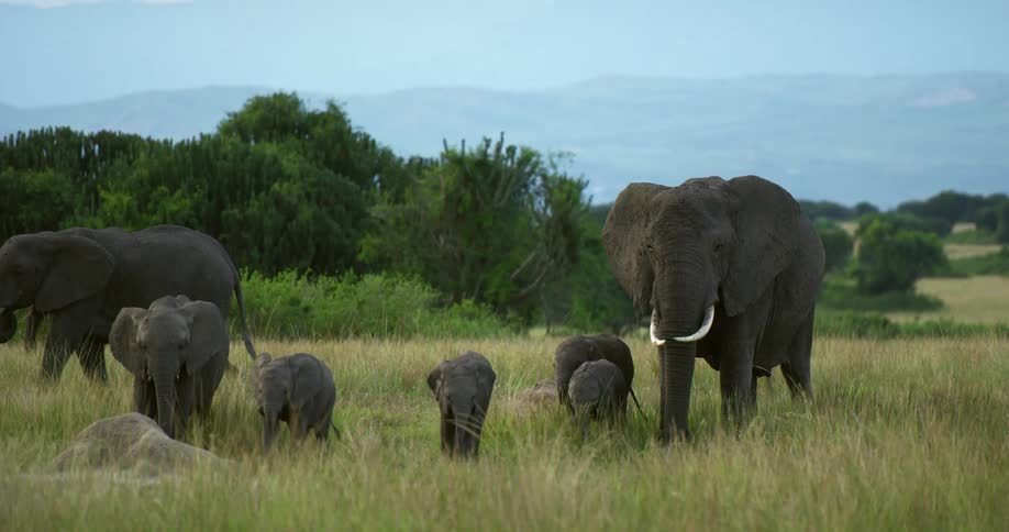 Elephant herd with several young moves through grassland