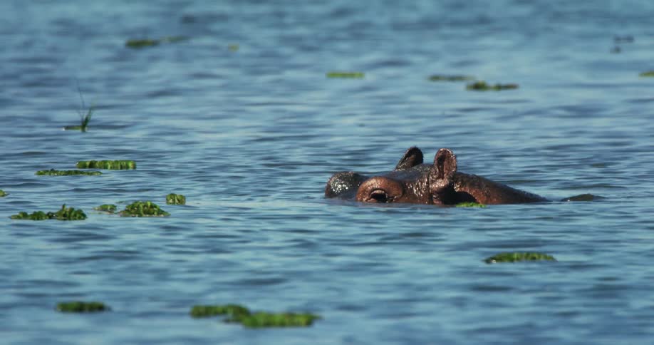 Hippo swims through river with its eyes just above the water
