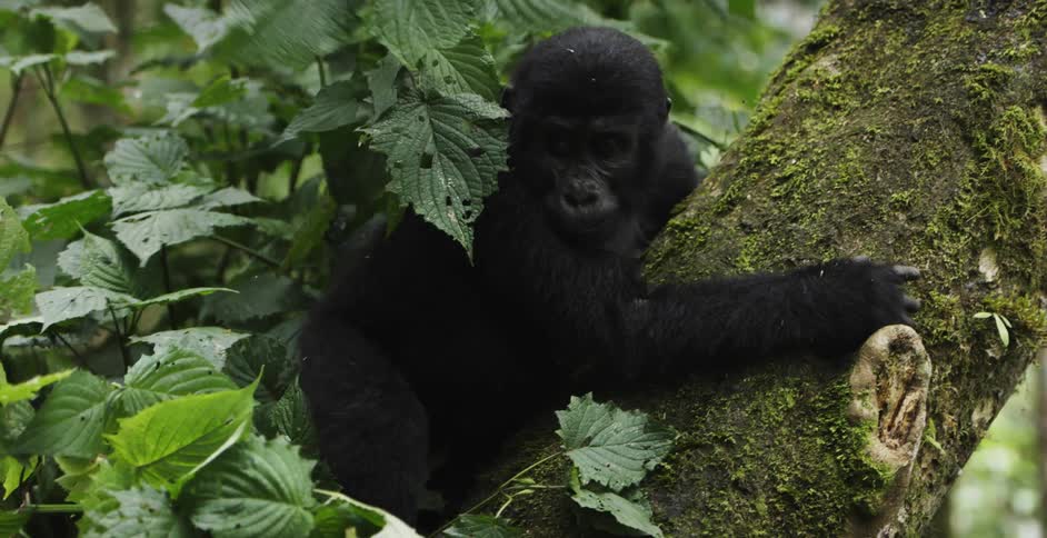 Monkey climbing down a moss covered tree trunk