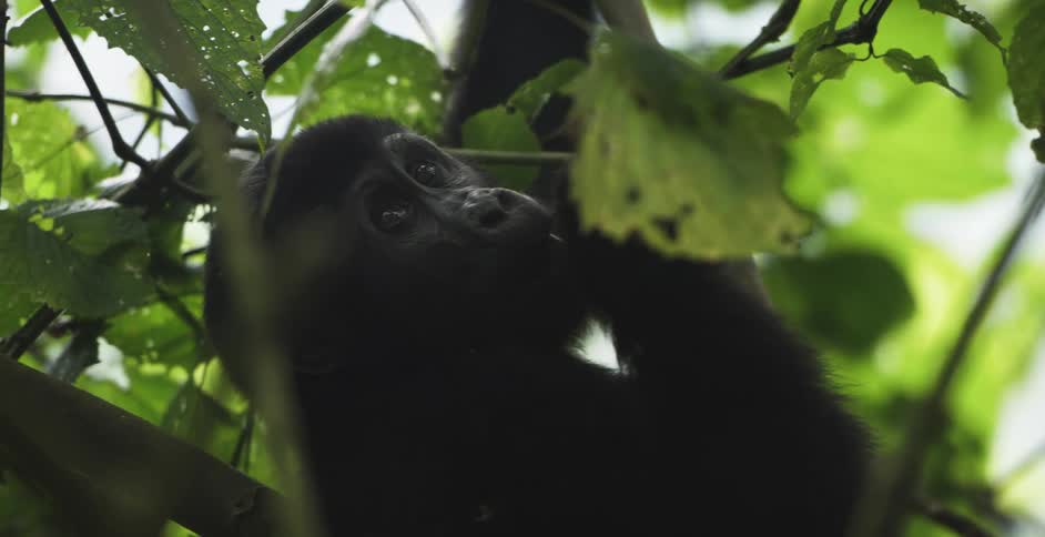 A monkey hangs from a tree branch