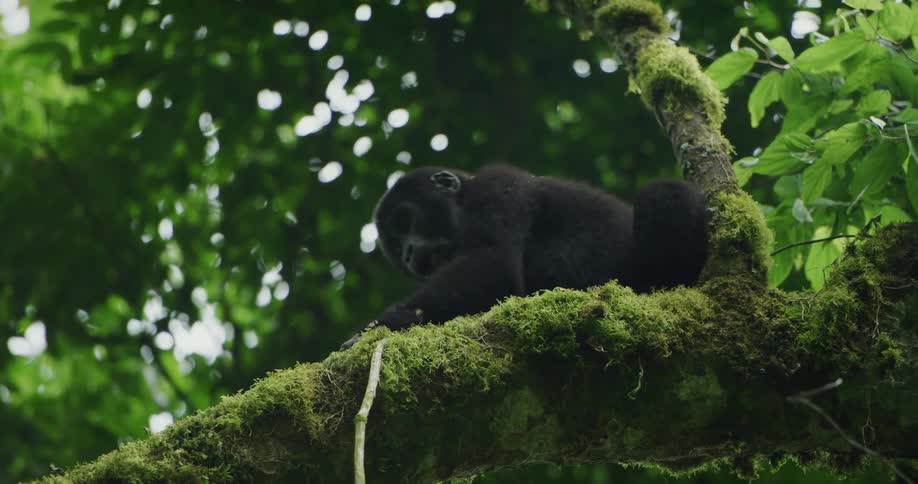 Baby chimpanzee climbing down from moss covered tree branch