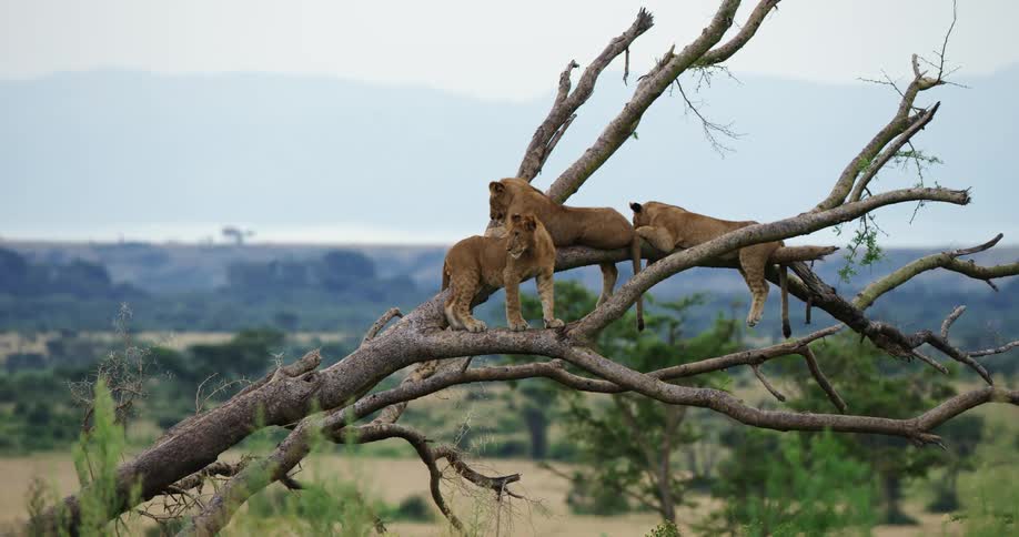 Lions lay across and stand on tree branches overlooking savanna