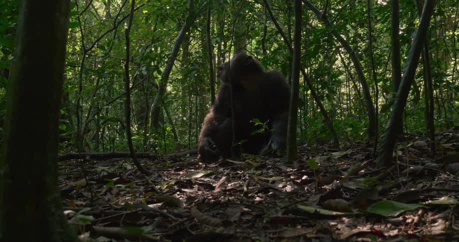 An ape is sitting in the jungle while looking around and calling out to another ape