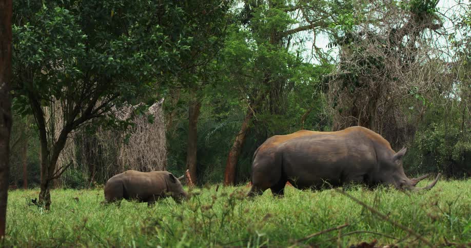 Small young rhino follows an adult across field passing mound and woods