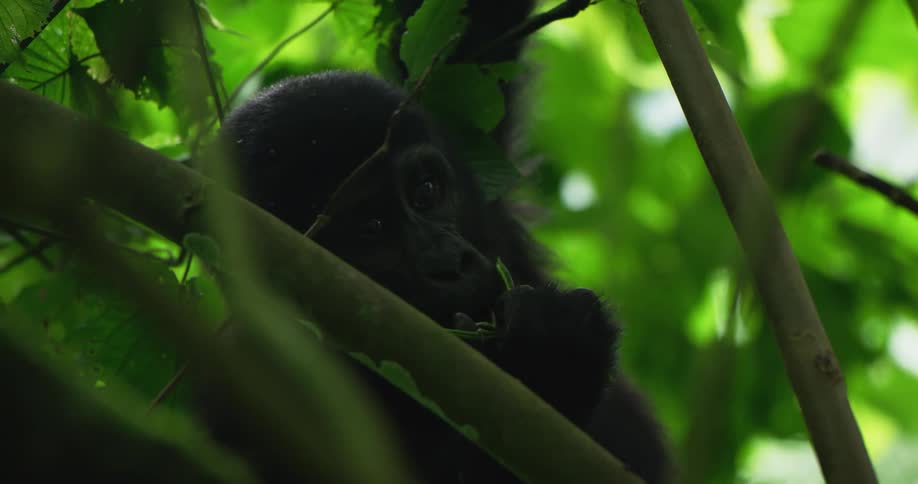 Baby gorilla anchors itself in tree with one arm while eating stem