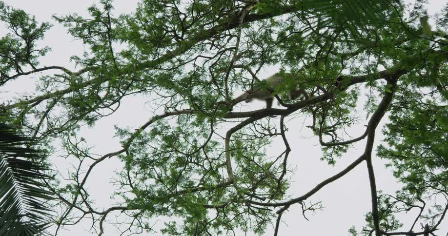 Monkey leaping from a tree to a palm tree in the jungle