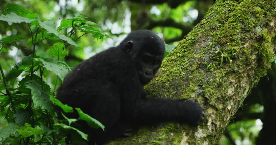 Baby gorilla climbs down moss covered tree trunk