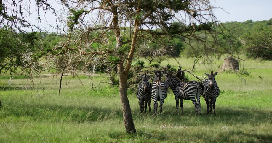 A small group of zebras standing on a grassland with their tails flipping