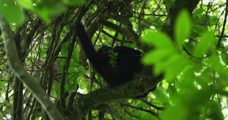 A gorilla is eating leaves while sitting in a tree in a dense rainforest
