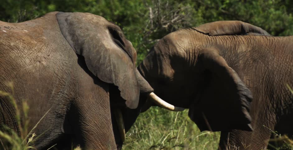 Two bull elephants fight in field near woods
