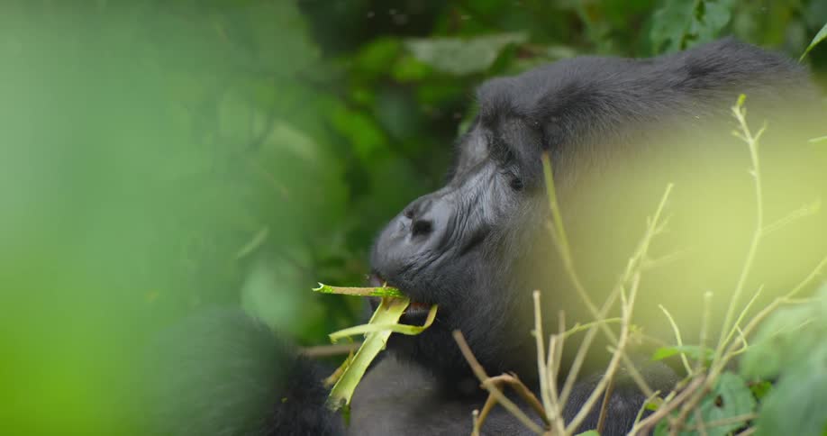 Gorilla stands in forest chewing on soft branch peeling