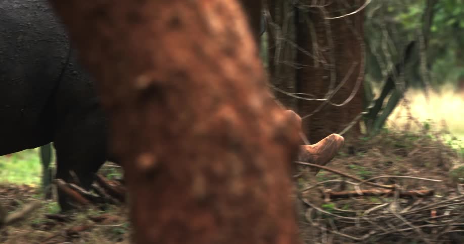 A rhinoceros is walking between trees with its head near the ground as it eats