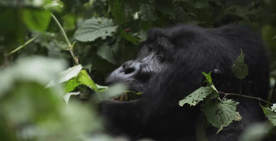 Gorilla surrounded by brush picks leaves and eats them
