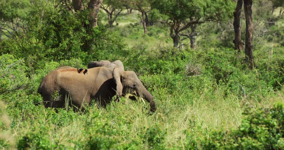 Elephants grazing in grass as birds land on their backs