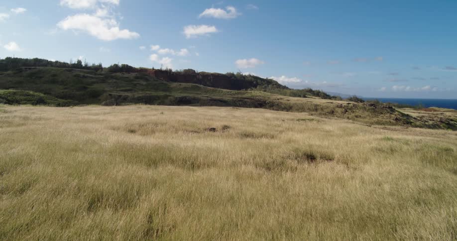Vegetation sways in the wind in a vast field by the ocean