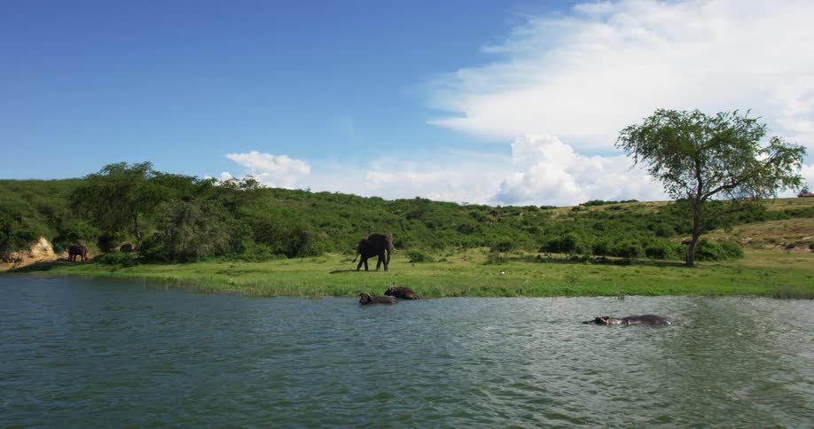 An elephant grazes on grass with a blue sky in the background and a river in the foreground